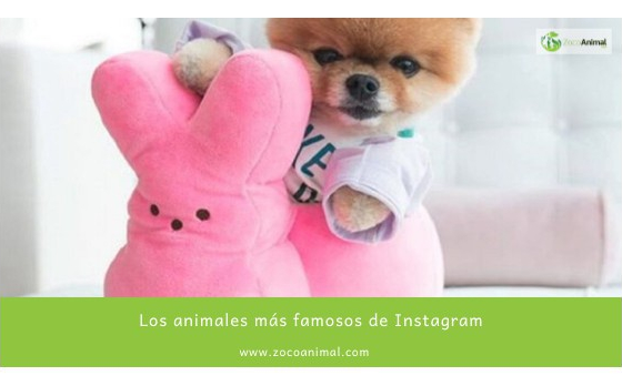 Los animales más famosos de Instagram