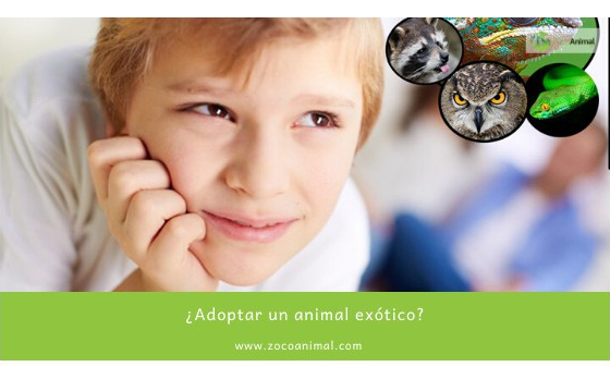 ¿Adoptar un animal exótico?