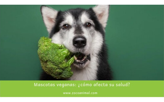 Mascotas veganas: ¿cómo afecta su salud?